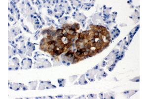 Anti- PRNP Picoband antibody,IHC(P) IHC(P): Rat Pancreas Tissue (PRNP anticorps  (AA 143-230))