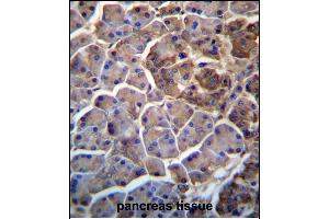 MOSPD2 Antibody (N-term) (ABIN657246 and ABIN2846344) immunohistochemistry analysis in formalin fixed and paraffin embedded human pancreas tissue followed by peroxidase conjugation of the secondary antibody and DAB staining. (MOSPD2 anticorps  (N-Term))
