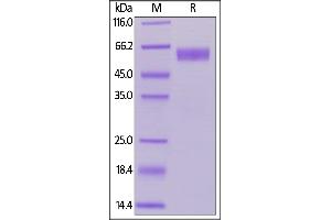 Human / Cynomolgus / Rhesus macaque CD28, Fc Tag (Hied) on  under reducing (R) condition. (CD28 Protein (CD28) (AA 19-152) (Fc Tag))