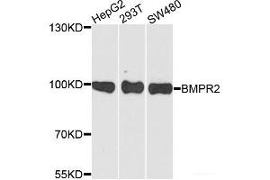 Western blot analysis of extracts of various cell lines using BMPR2 Polyclonal Antibody at dilution of 1:1000. (BMPR2 anticorps)
