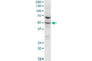 FARSLA polyclonal antibody (A01), Lot # 060102JC01.