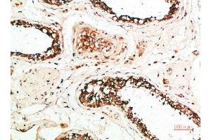 Immunohistochemical analysis of paraffin-embedded human-testis, antibody was diluted at 1:200 (MZB1 anticorps  (AA 1-50))