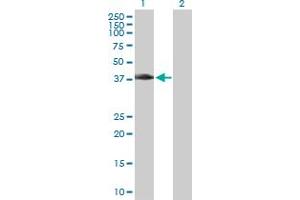 Western Blot analysis of MAD2L1BP expression in transfected 293T cell line by MAD2L1BP MaxPab polyclonal antibody. (MAD2L1BP anticorps  (AA 1-306))