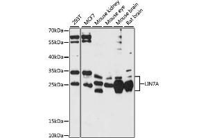 Western blot analysis of extracts of various cell lines, using LIN7A antibody (ABIN7268268) at 1:1000 dilution.