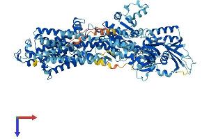AlphaFold protein structure predicition of Mouse Recombinant Atp1a4 Protein, UniprotID Q9WV27