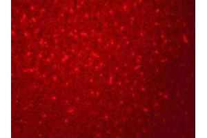 Immunofluorescence (IF) image for anti-SIVA1, Apoptosis-Inducing Factor (SIVA1) (N-Term) antibody (ABIN1031571)