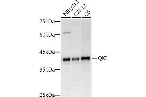 Western blot analysis of extracts of various cell lines, using QKI Rabbit pAb antibody (ABIN6128587, ABIN6146533, ABIN6146534 and ABIN6222826) at 1:500 dilution.