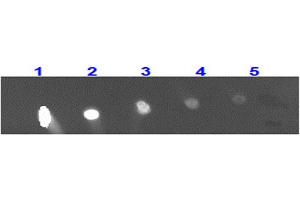 Dot Blot for Rabbit Anti-MONKEY IgG 488 Conjugation Dot Blot for Rabbit Anti-MONKEY IgG 488 Conjugation. (Lapin anti-Singe IgG Anticorps (DyLight 488) - Preadsorbed)