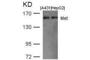 Western blot analysis of extracts from A431 and HepG2 cells using Met(Ab-1003) Antibody. (c-MET anticorps  (AA 1001-1005))