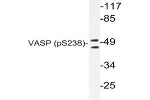 Western blot (WB) analyzes of p-VASP antibody in extracts from NIH/3T3 cells. (VASP anticorps  (pSer238))
