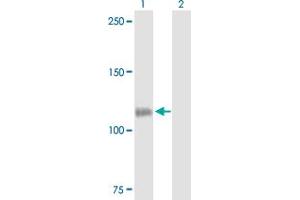 Western Blot analysis of CSF2RB expression in transfected 293T cell line by CSF2RB MaxPab polyclonal antibody.