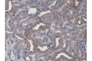 Detection of CBFb in Mouse Kidney Tissue using Polyclonal Antibody to Core Binding Factor Beta Subunit (CBFb)