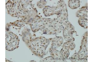 Immunoperoxidase of monoclonal antibody to CAND1 on formalin-fixed paraffin-embedded human placenta. (CAND1 anticorps  (AA 1-100))