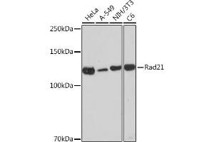 Western blot analysis of extracts of various cell lines, using Rad21 Rabbit mAb (ABIN7269821) at 1:1000 dilution. (RAD21 anticorps)