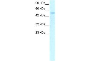 WB Suggested Anti-FOXD3 Antibody Titration:  0.
