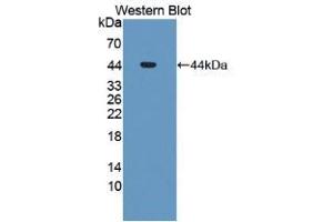 Western blot analysis of recombinant Human MDM2. (MDM2 anticorps  (AA 1-321))