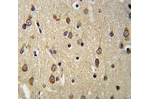 DLK2 antibody IHC analysis in formalin fixed and paraffin embedded brain tissue.