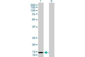 Western Blot analysis of NDUFB6 expression in transfected 293T cell line by NDUFB6 MaxPab polyclonal antibody.