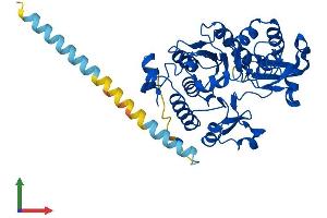 AlphaFold protein structure predicition of Human Recombinant GCNT2 Protein, UniprotID Q8N0V5