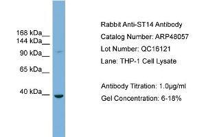 WB Suggested Anti-ST14  Antibody Titration: 0. (ST14 anticorps  (Middle Region))