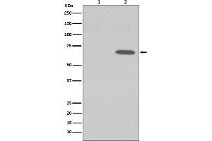 Western blot analysis of Phospho-AMPK alpha 1 (S496) expression in (1) 293T cell lysate treated with LP, (2) 293T cell lysate.