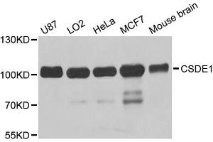Western blot analysis of extracts of various cell lines, using CSDE1 antibody (ABIN5973538) at 1/1000 dilution. (CDSE1 anticorps)