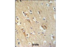 ALG10 Antibody IHC analysis in formalin fixed and paraffin embedded brain tissue followed by peroxidase conjugation of the secondary antibody and DAB staining. (ALG10 anticorps  (N-Term))
