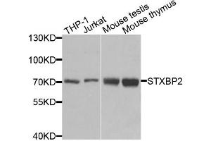 Western blot analysis of extracts of various cell lines, using STXBP2 antibody. (STXBP2 anticorps)