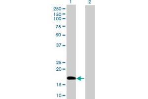 Western Blot analysis of POLE3 expression in transfected 293T cell line by POLE3 MaxPab polyclonal antibody.