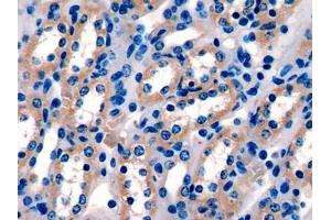 IHC-P analysis of Mouse Kidney Tissue, with DAB staining. (PIGR anticorps  (AA 463-563))