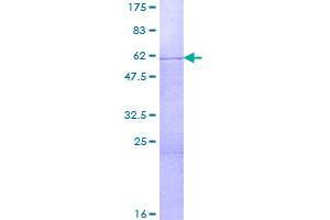 Image no. 1 for Surfeit 1 (SURF1) (AA 1-300) protein (GST tag) (ABIN1321921)