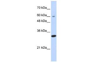 LRRC57 antibody used at 1 ug/ml to detect target protein. (LRRC57 anticorps  (N-Term))