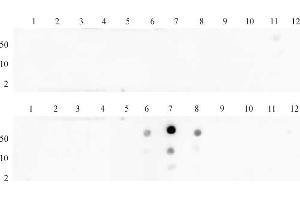 Histone H3 dimethyl Lys27 antibody (pAb) tested by dot blot analysis. (Histone 3 anticorps  (2meLys27))