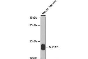 Western blot analysis of extracts of Mouse small intestine using GUCA2B Polyclonal Antibody at dilution of 1:1000. (GUCA2B anticorps)