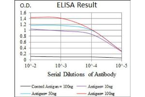 Red: Control Antigen (100ng) ; Purple: Antigen (10ng) ; Green: Antigen (50ng) ; Blue: Antigen (100ng). (RPA1 anticorps)
