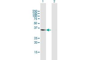 Western Blot analysis of DDAH1 expression in transfected 293T cell line by DDAH1 MaxPab polyclonal antibody. (DDAH1 anticorps  (AA 1-285))