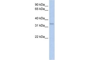 Western Blotting (WB) image for anti-Carbonic Anhydrase IV (CA4) antibody (ABIN2462402)