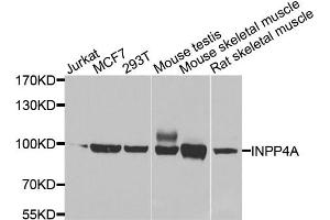 Western blot analysis of extracts of various cell lines, using INPP4A antibody. (INPP4A anticorps)