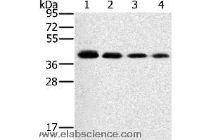 Western blot analysis of 293T, A549, hela and PC3 cell, using PTGER1 Polyclonal Antibody at dilution of 1:200