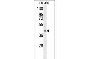 Western blot analysis of LRG1 Antibody (N-term) (ABIN652229 and ABIN2840955) in HL-60 cell line lysates (35 μg/lane). (LRG1 anticorps  (N-Term))