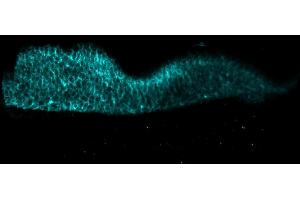 Immunofluorescence analysis of entire human skin, optically cleared and stained using E-Cadherin (2MEN28, 3MEN91, 3MEN141, 20 μg/mL) polyclonal LIMAAbody®, labelled with Alexa Fluor® 647 on Zeiss LS7.