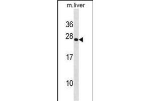 PRRX2 Antibody (C-term) (ABIN1881691 and ABIN2838766) western blot analysis in mouse liver tissue lysates (35 μg/lane). (PRRX2 anticorps  (C-Term))