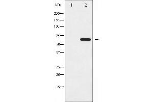 Western blot analysis of Ezrin phosphorylation expression in EGF treated A431 whole cell lysates,The lane on the left is treated with the antigen-specific peptide. (Ezrin anticorps  (pTyr353))