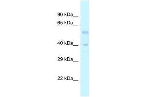 Western Blot showing Tgfb3 antibody used at a concentration of 1.