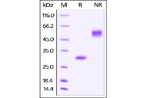 Biotinylated Human VEGF165, His Tag on SDS-PAGE under reducing (R) and no-reducing (NR) conditions.