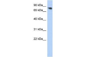 Western Blotting (WB) image for anti-Protocadherin alpha 12 (PCDHA12) antibody (ABIN2459278) (PCDHA12 anticorps)