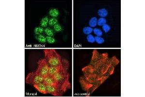 ABIN185065 Immunofluorescence analysis of paraformaldehyde fixed A431 cells, permeabilized with 0. (FBXO44 anticorps  (C-Term))