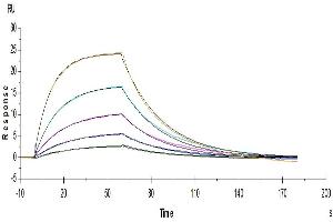 Human IL-13, His Tag immobilized on CM5 Chip can bind Human IL-13Ra1, His Tag with an affinity constant of 1μM as determined in a SPR assay (Biacore T200).