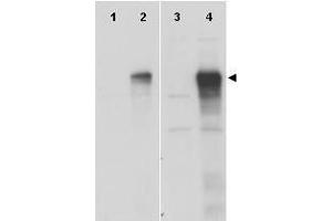 Anti-Gli-1 Antibody - Western Blot.