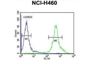 Flow cytometric analysis of NCI-H460 cells using DENND1B Antibody (N-term) Cat. (DENND1B anticorps  (N-Term))